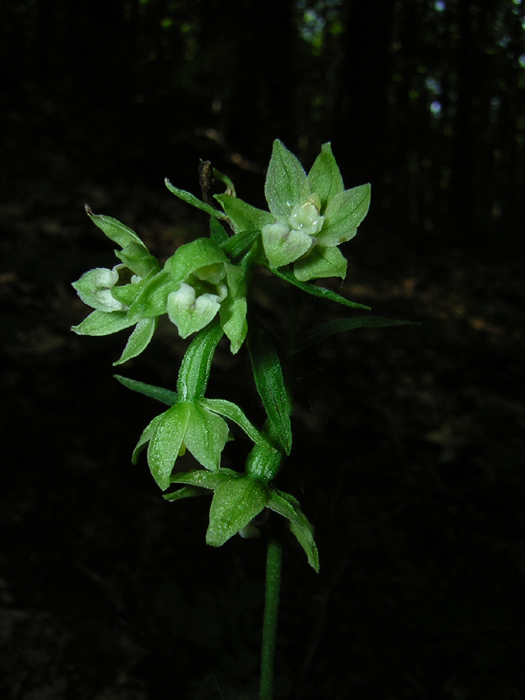 Epipactis laziali